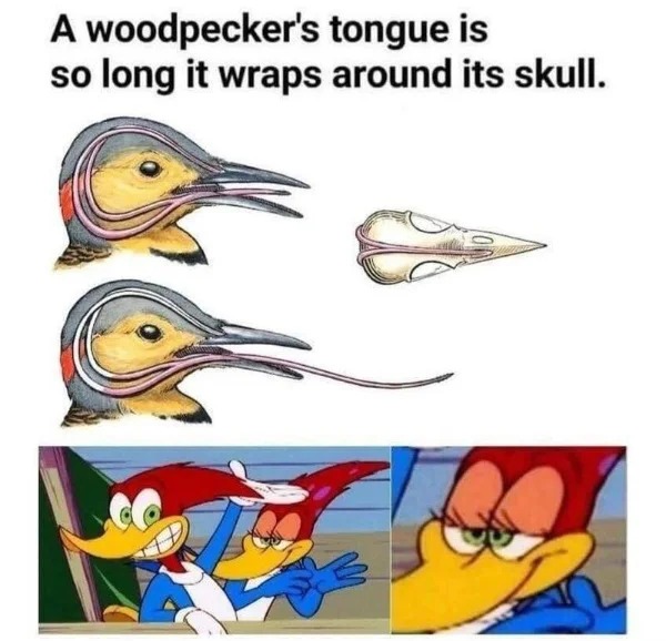 tantric tuesday spicy memes - woodpecker toungue - A woodpecker's tongue is so long it wraps around its skull.