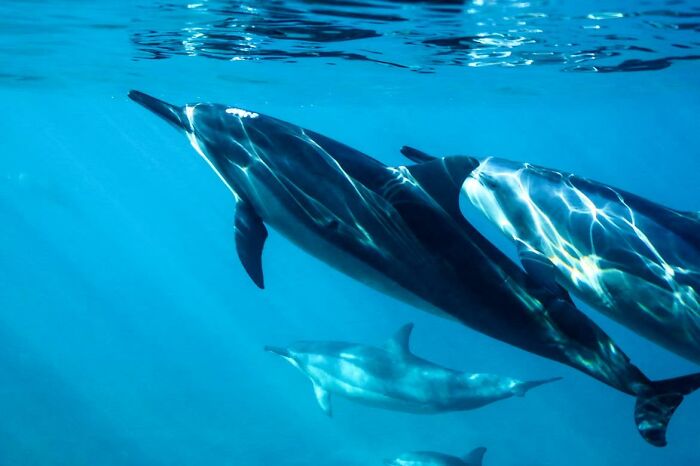 Extraordinarily Rare Things - dolphin maldives