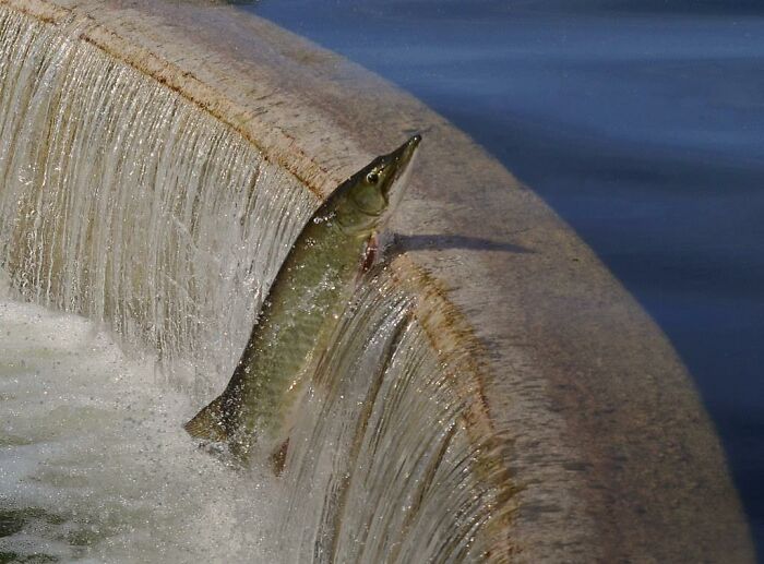 Extraordinarily Rare Things - fish jumping over dam