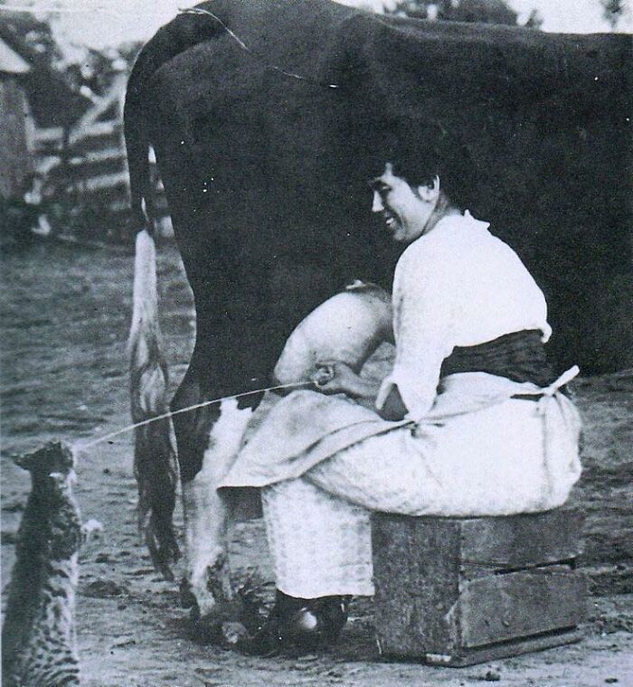 historical photographs - cat drinking cow milk