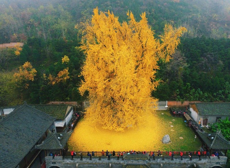 A 1,400-year-old ginkgo tree at a Buddhist temple in China. Ginkgo trees can live up to 3,000 years.