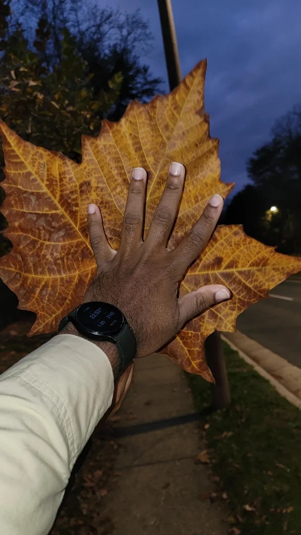 “This really large leaf my friend and I found on a walk.”