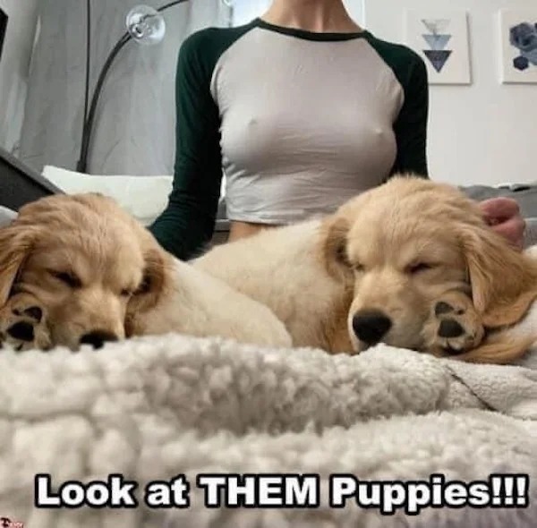 sex memes and dirty pics - dog - Look at Them Puppies!!!