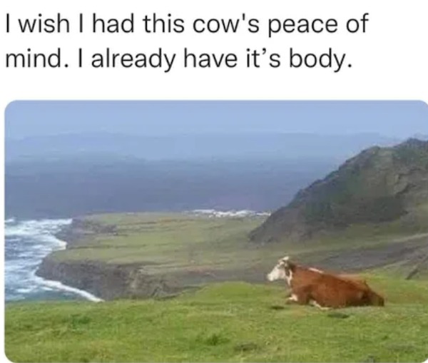 memes that speak the truth - avenir font - I wish I had this cow's peace of mind. I already have it's body.