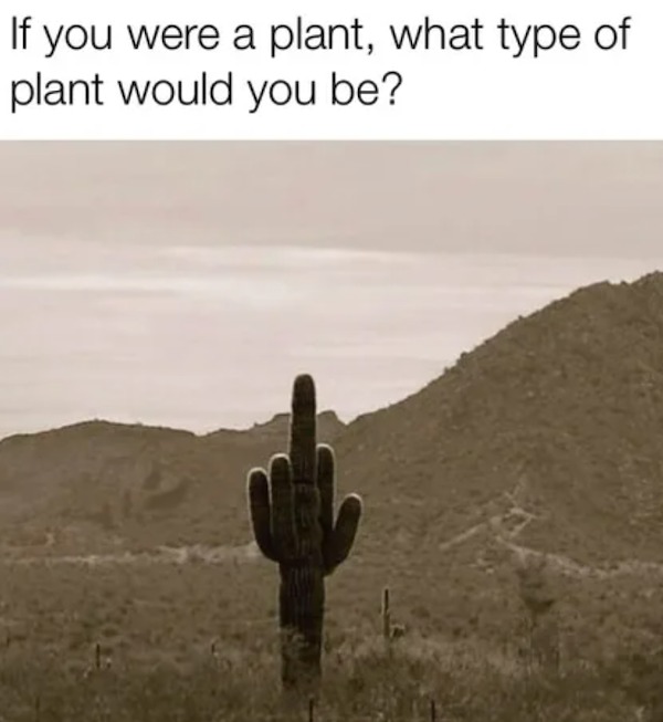 memes that speak the truth - meme when you ask for a sign - If you were a plant, what type of plant would you be?