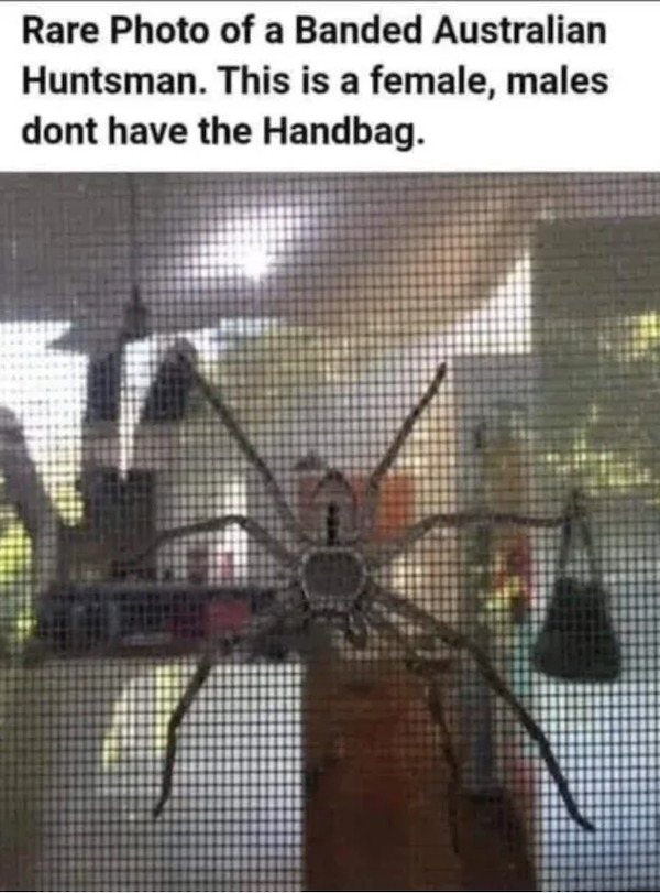 memes that speak the truth - female huntsman spider handbag - Rare Photo of a Banded Australian Huntsman. This is a female, males dont have the Handbag.