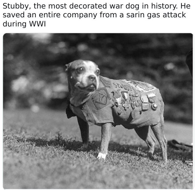 Historical pictures - dog - Stubby, the most decorated war dog in history. He saved an entire company from a sarin gas attack during Wwi Stues Fle