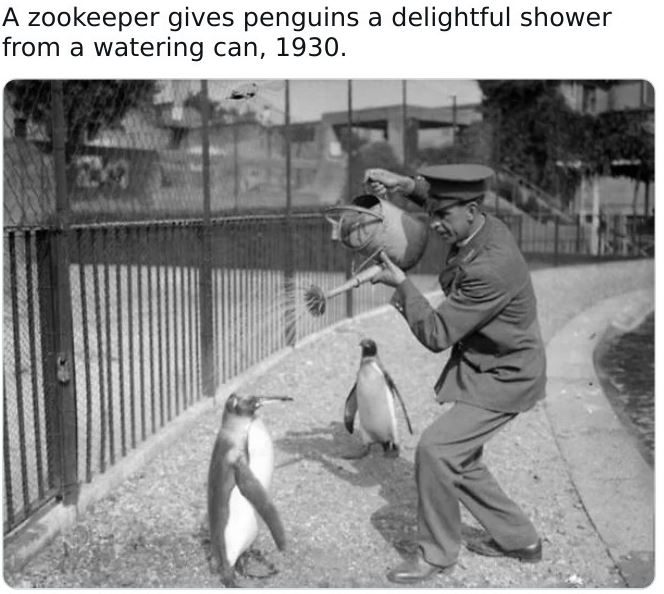Historical pictures - vintage crazy - A zookeeper gives penguins a delightful shower from a watering can, 1930.