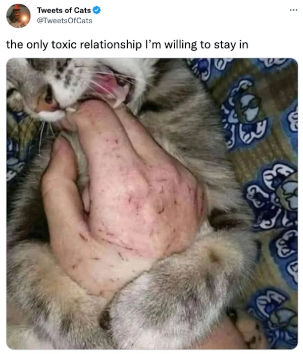 funniest tweets of the week - only toxic relationship cat - Tweets of Cats the only toxic relationship I'm willing to stay in