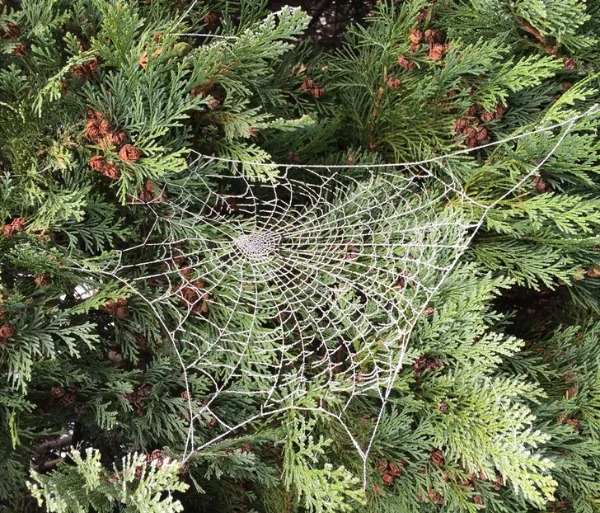 “This spiderweb on my street froze over completely.”