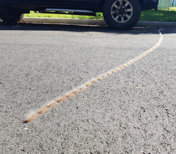 “This procession of caterpillars crossing my street!”