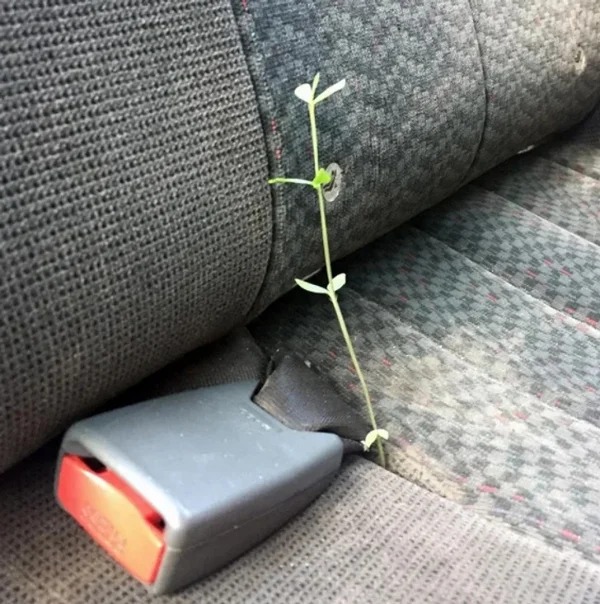 “I found this little sprout growing in my car today.”