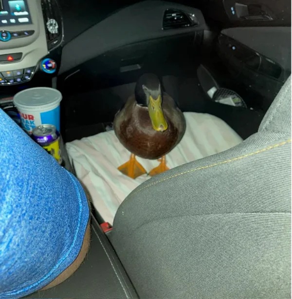 “Last night, my wife’s Uber had a duck in it.”