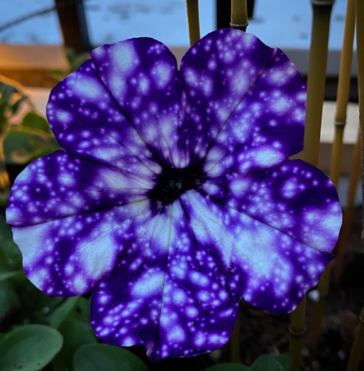 Galaxy petunia