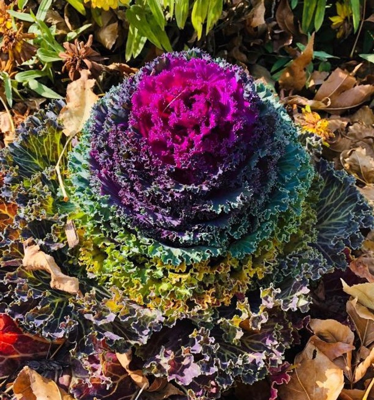 ’’This cabbage in my yard showing its fall colors’’