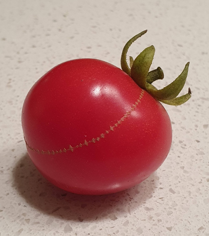 ’’My tomato got a cut while growing and stitched itself back together.’’