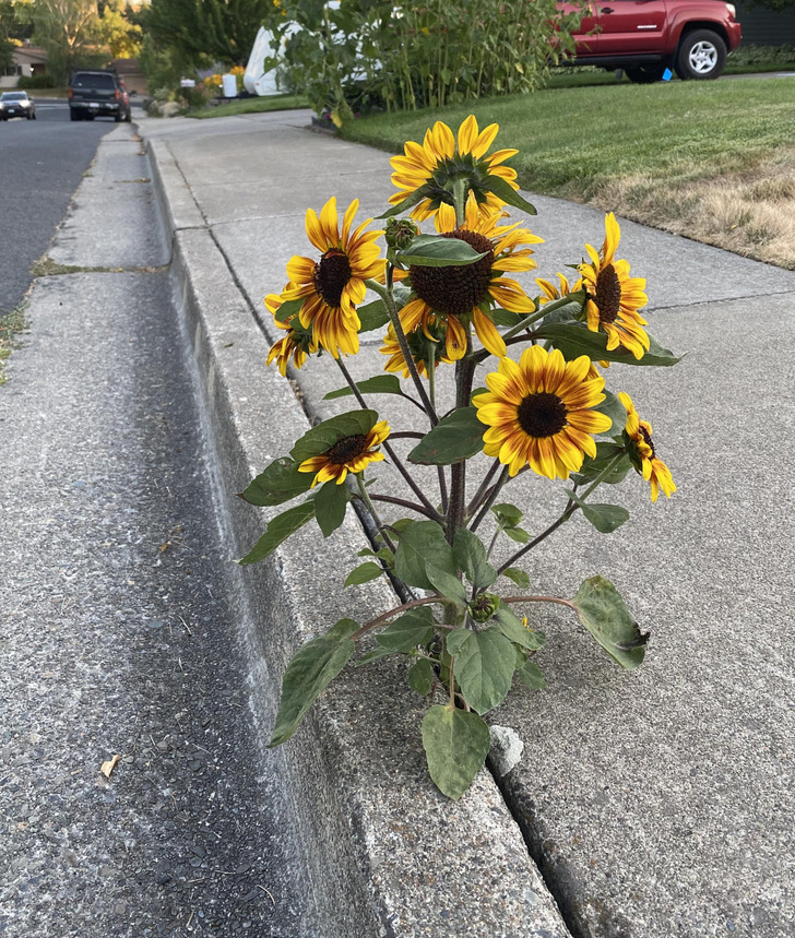 ’’This sunflower is growing out of the sidewalk.’’