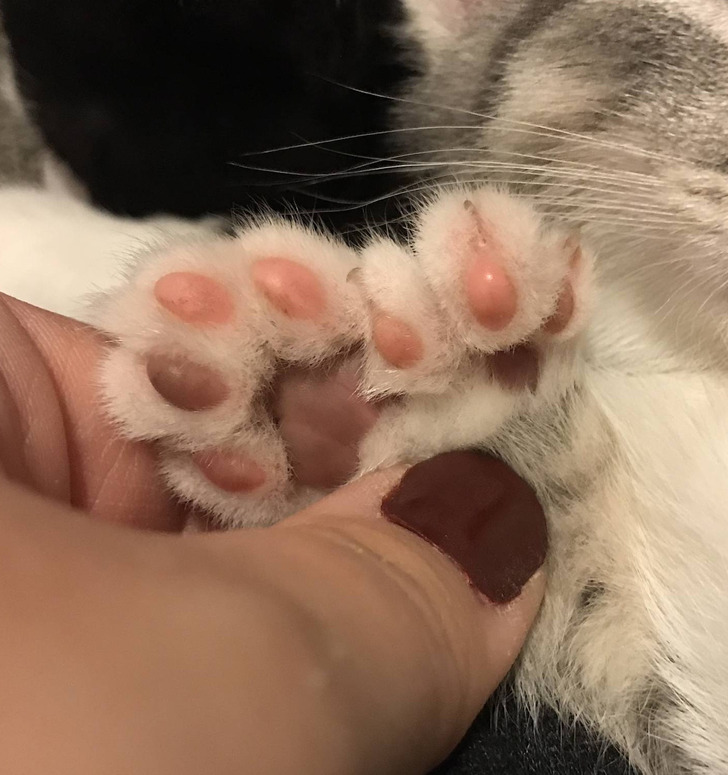 ’’My new kitten has an extra paw.’’