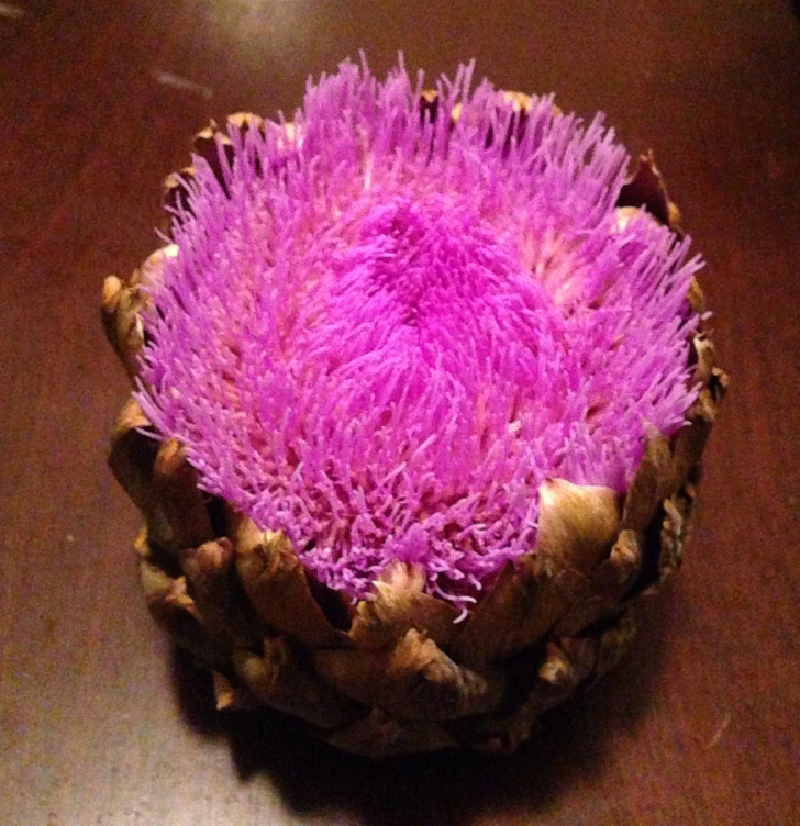 ’’I left my artichoke out of the fridge, and it bloomed.’’