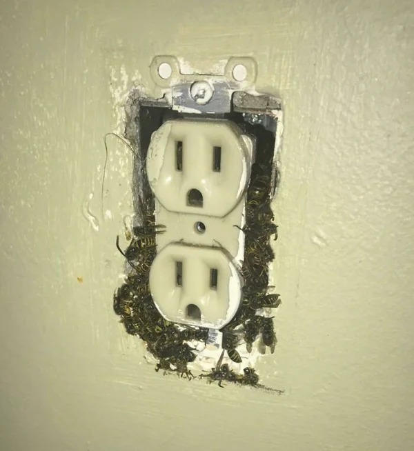 home improvment fails - wasps in the outlet - 8.0