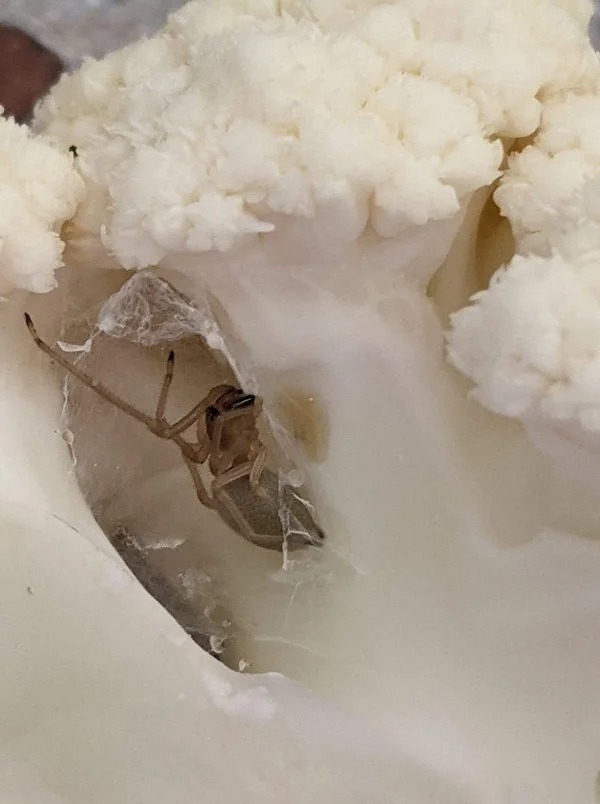 “Cutting up some cauliflower and found this. Lost my appetite and developed a new fear.”