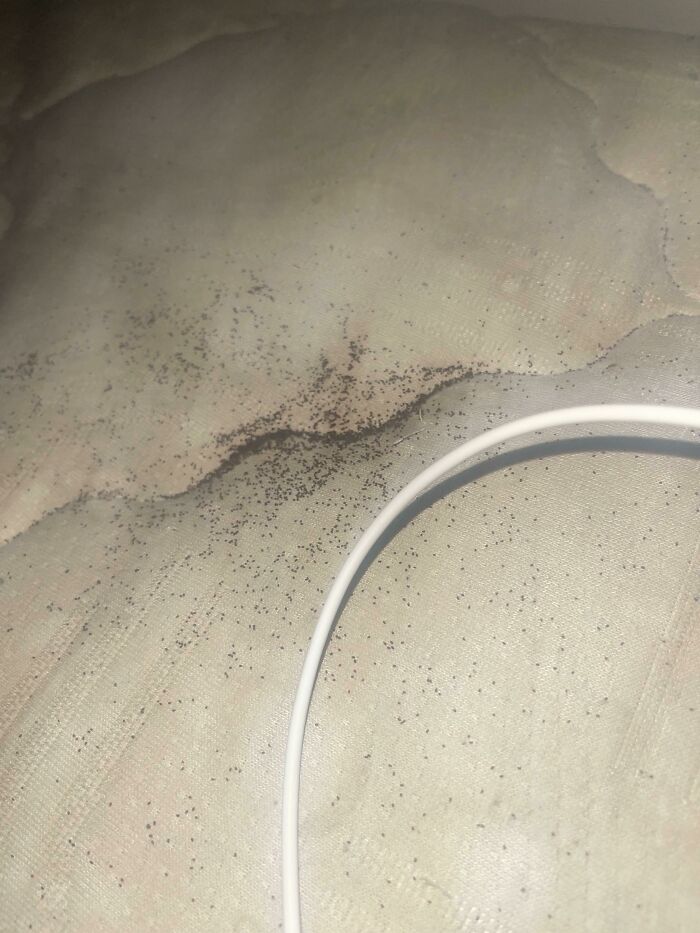 These Little Specs On My Bed? Every Time I Dust Them Off, They Reappear Within 2 Hours And I Have No Idea How. They Just Kind Of… Spawn? It’s Really Grossing Me Out.
Answer: The shape (slightly oblong) looks like termite frass (poop). It's likely they are eating the wood beams in your ceiling and have made a hole through the non-wood material of your ceiling to have a place to dump their poop. You should get the place inspected ASAP.