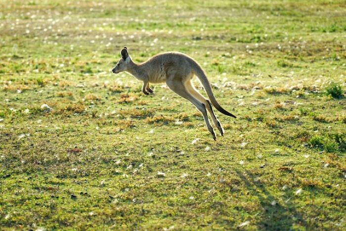 Kangaroos can't hop backwards

I don't care how drunk you get, you and a friend will be on vacation in Australia 5 years from now, he'll get attacked and you'll instinctively yell "get behind him!"