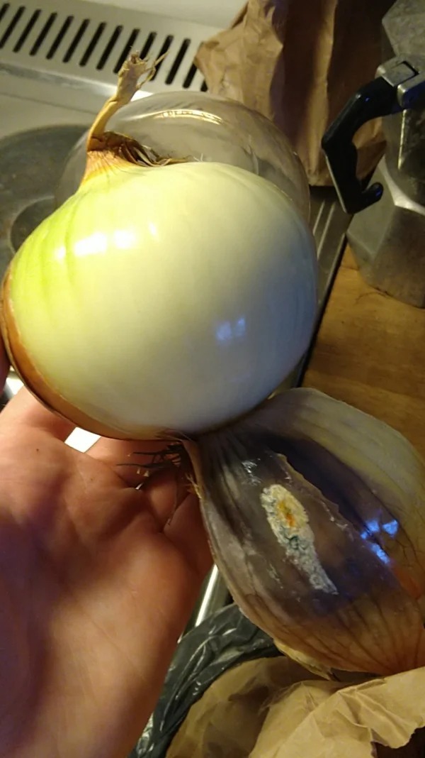 “My old onion perfectly protected it’s flesh from mold.”