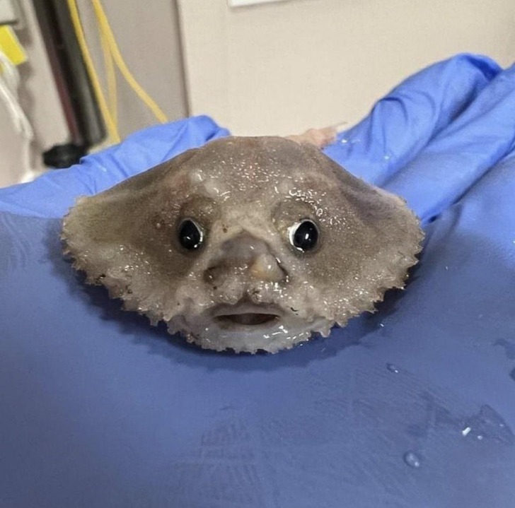 “A newly discovered deep-water walking batfish”
