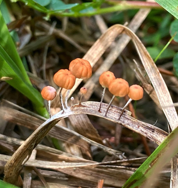 cool things you don't see every day - auriculariaceae