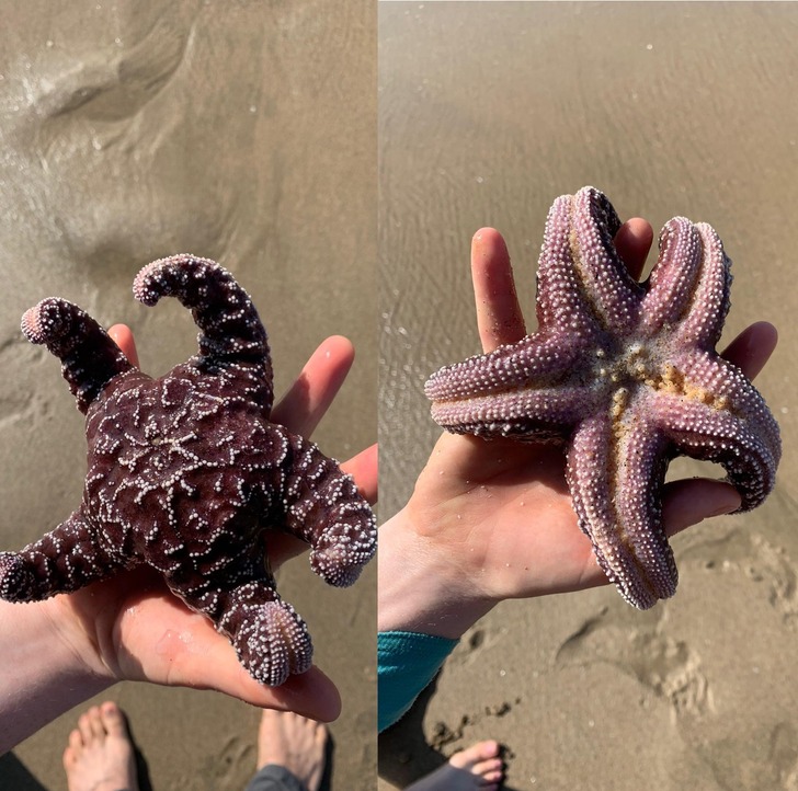 “My wife found a starfish on the beach.”