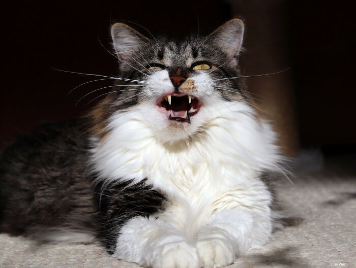 I was at the vet with my cat and he sneezed. This was apperently very offensive to an elder woman (she was there with a corgi) and she started screaming at me for about 30 minutes about pet hygiene.