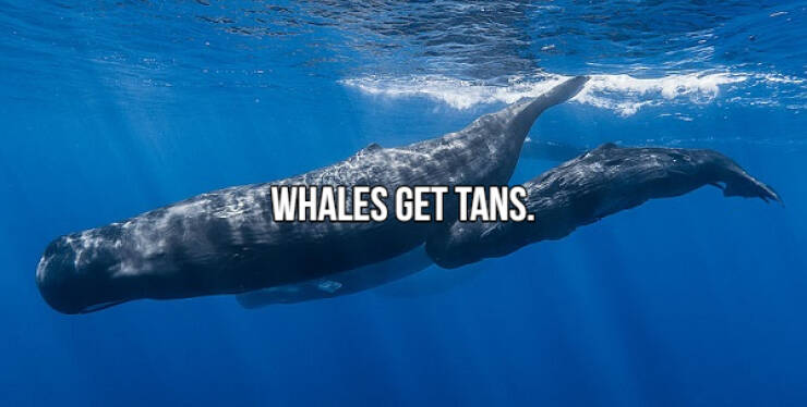 fascinating facts - sperm whales physeter macrocephalus - Whales Get Tans.