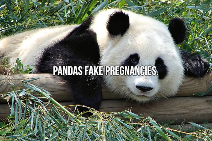 fascinating facts - giant panda - Pandas Fake Pregnancies.