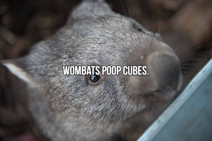 fascinating facts - Wombats Poop Cubes.