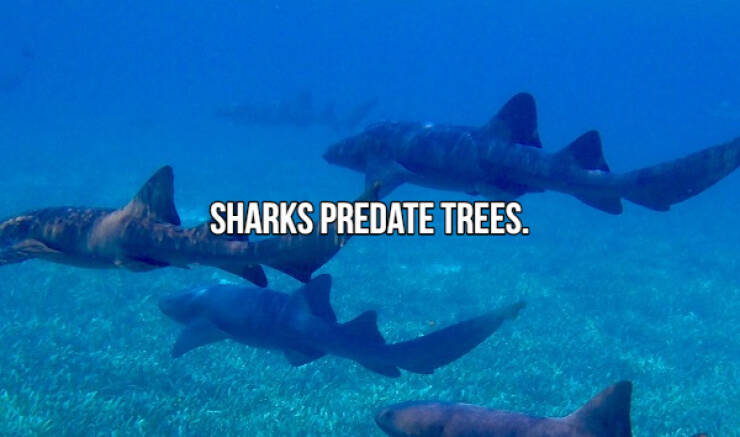 fascinating facts - Sharks - Sharks Predate Trees.