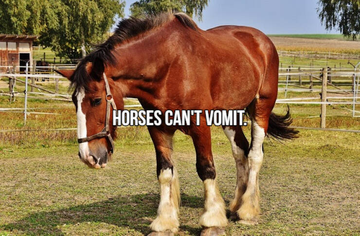 fascinating facts - big horse brown - Horses Can'T Vomit