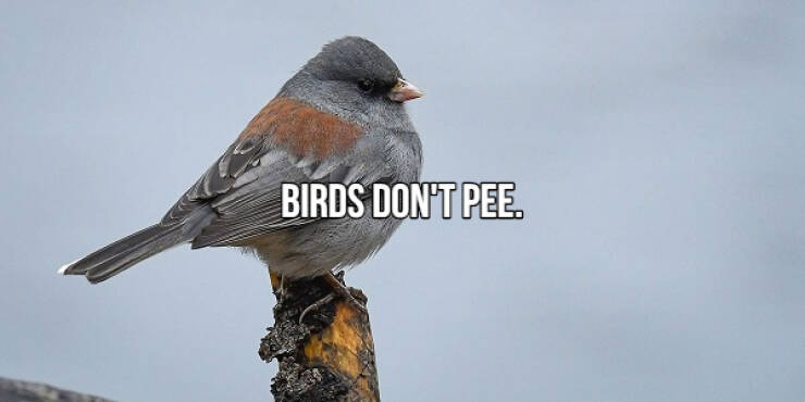 fascinating facts - Photography - Birds Don'T Pee.