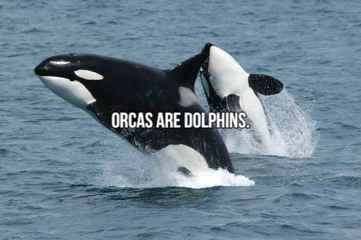 fascinating facts - killer whales - Orcas Are Dolphins