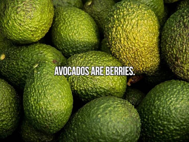 fascinating facts - peruvian avocados - Avocados Are Berries.