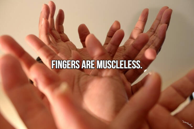 fascinating facts - Fingers Are Muscleless. Sartala