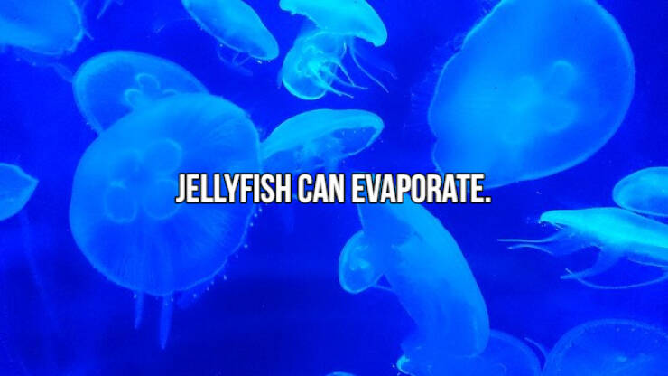 fascinating facts - jellyfish pet for sale - Jellyfish Can Evaporate.