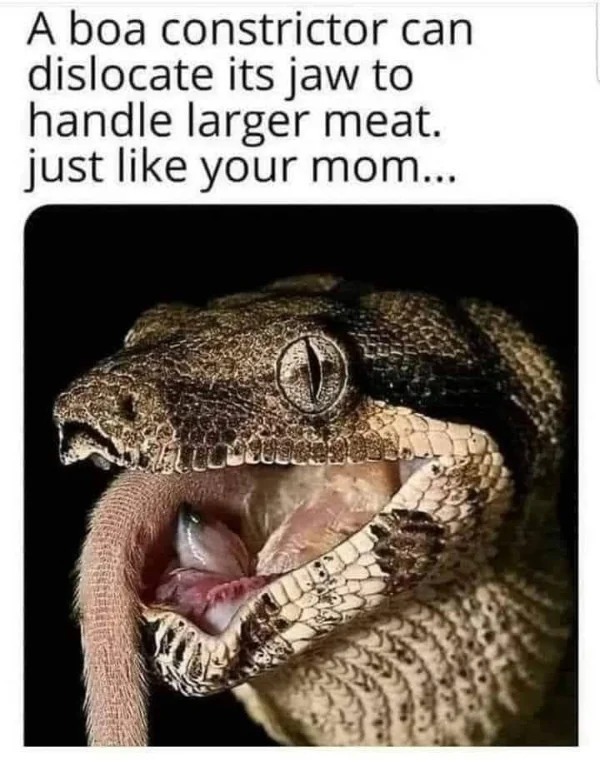 fauna - A boa constrictor can dislocate its jaw to handle larger meat. just your mom... 20020925