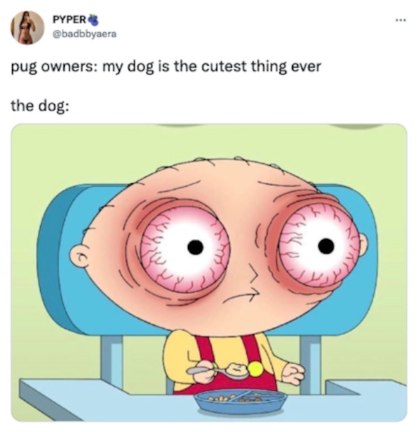 the funniest tweets of the year - pug owner meme - Pyper pug owners my dog is the cutest thing ever the dog