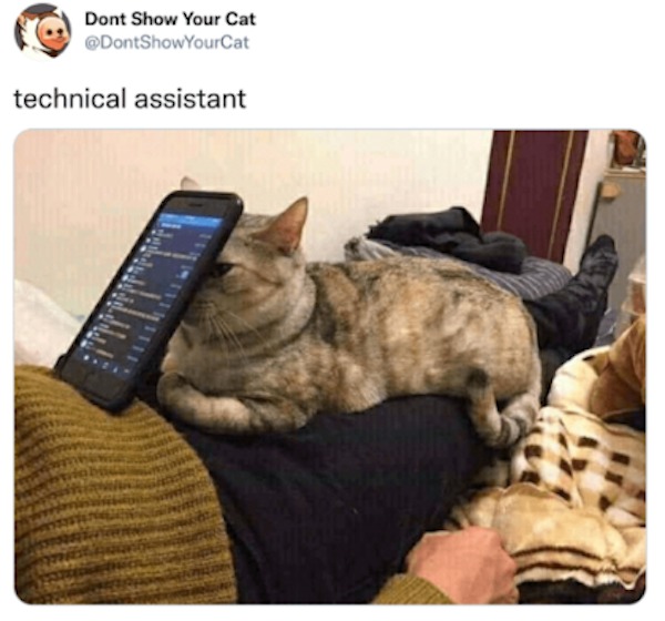the funniest tweets of the year - photo caption - Dont Show Your Cat technical assistant