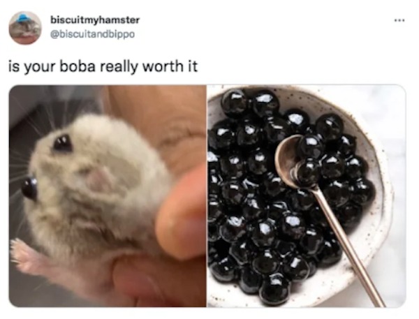 the funniest tweets of the year - hamster - biscuitmyhamster is your boba really worth it