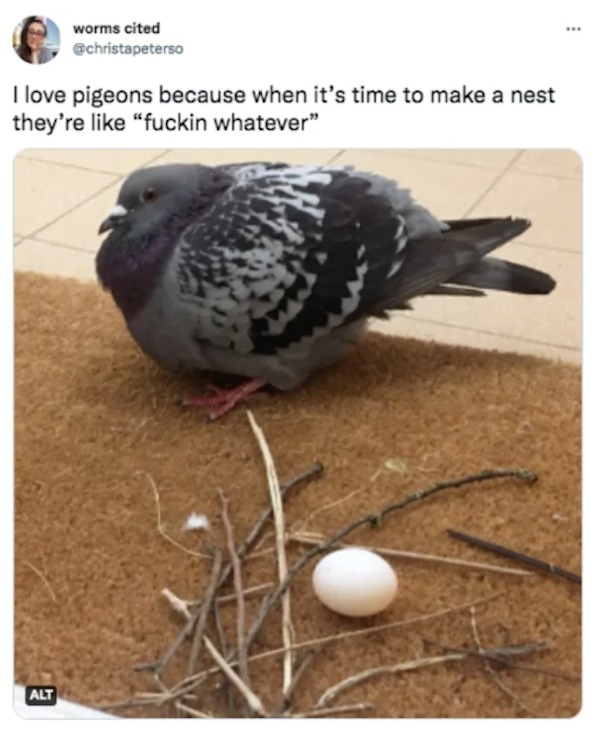 the funniest tweets of the year - pigeon nest doormat - worms cited I love pigeons because when it's time to make a nest they're