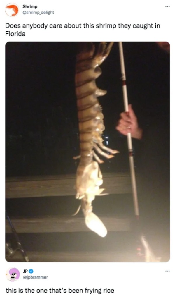 the funniest tweets of the year - mantis shrimp florida - Shrimp Does anybody care about this shrimp they caught in Florida Jp this is the one that's been frying rice www