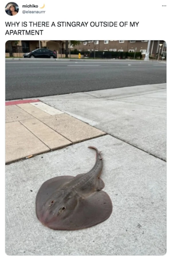the funniest tweets of the year - stingray on sidewalk - michiko Why Is There A Stingray Outside Of My Apartment