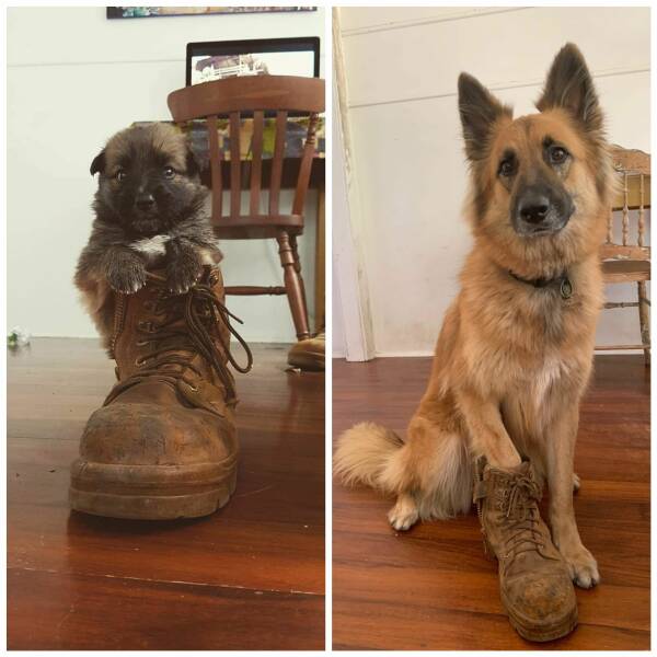 awesome pics and cool thigns - dog with boot before and after